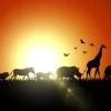 New Zonsondergang in Madagaskar design fotobehang Dieren