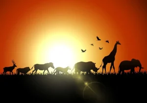 New Zonsondergang in Madagaskar design fotobehang Dieren