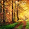 Sale Zonsopkomst in het bos fotobehang Bloemen