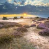 Best Zonsopkomst op de Veluwe fotobehang Bloemen
