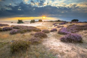 Best Zonsopkomst op de Veluwe fotobehang Bloemen