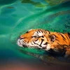 Fashion Zwemmende tijger fotobehang Dieren